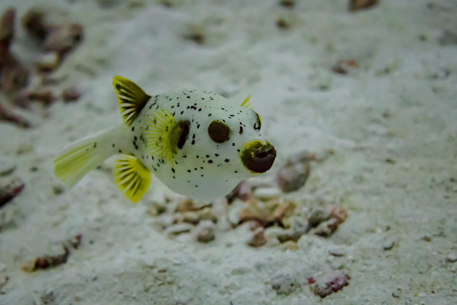 Nitrox Diving länger Tauchen mit angereichertem Sauerstoff Tauchbuddies
