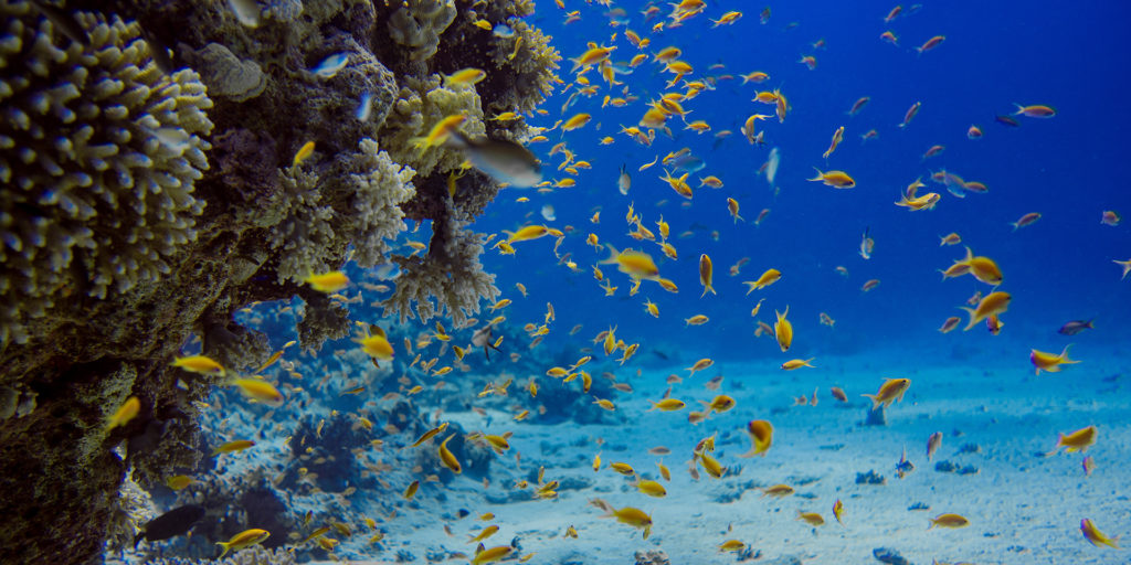 Bunte Fische im Tauchkurs