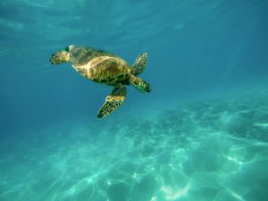 Schildkröte beim Tauchen in Kroatien