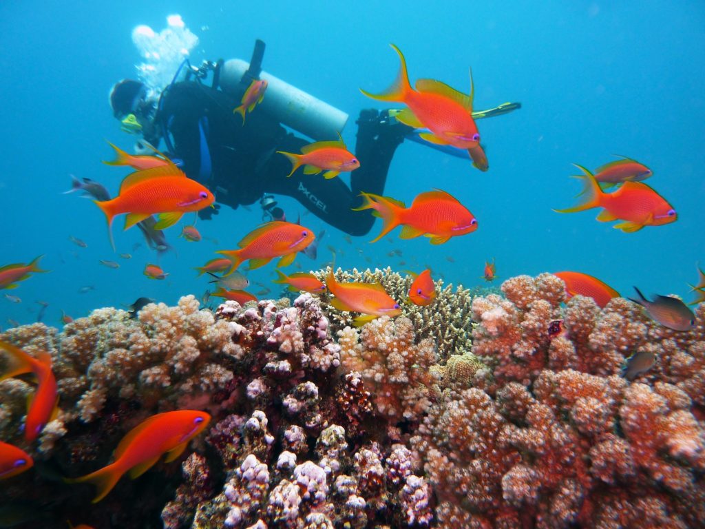 Tauchen Mallorca Unterwasserwelt