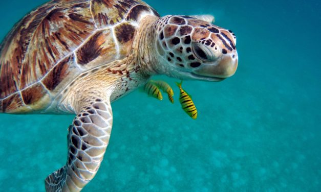 Die Meeresschildkröte – Urtier unseres Ozeans