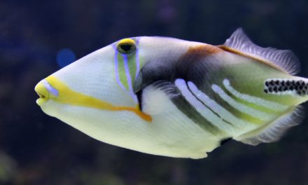 Der Drückerfisch – Tauchen mit dem Triggerfish